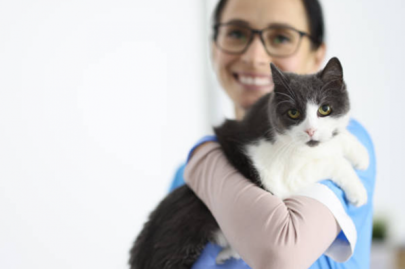 Clínica Especializada em Fisioterapia para Gatos com Problemas Cardíacos Pitangueiras - Fisioterapia em Gatos