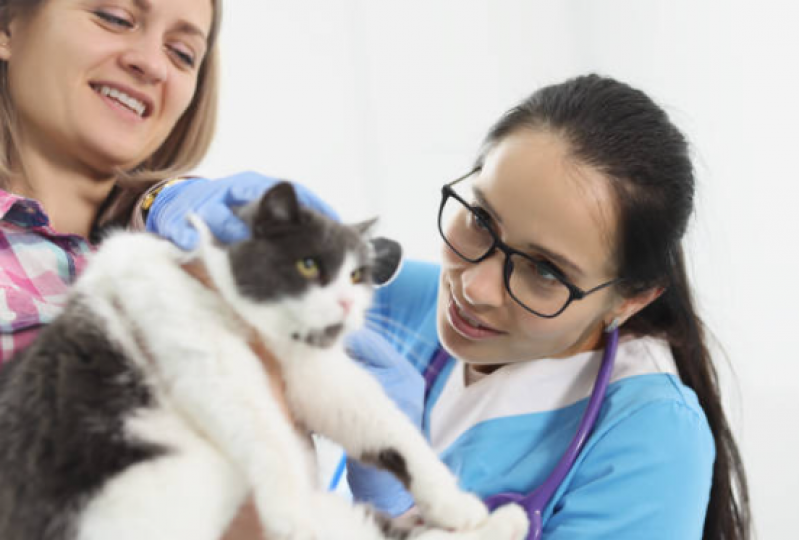 Clínica Especializada em Fisioterapia para Gatos com Problemas Renais Capelão Areia Branca - Fisioterapia em Gato