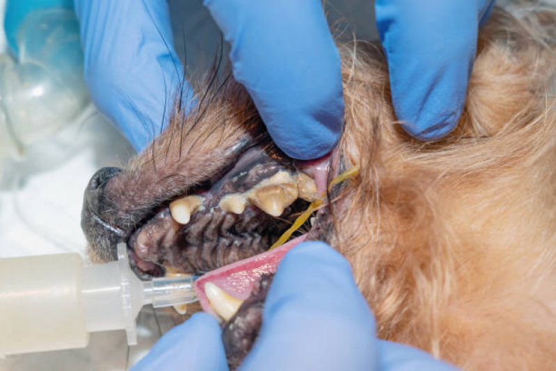 Clínica Especializada em Odontologia Veterinária Dois D Julho - Oftalmologia Veterinária