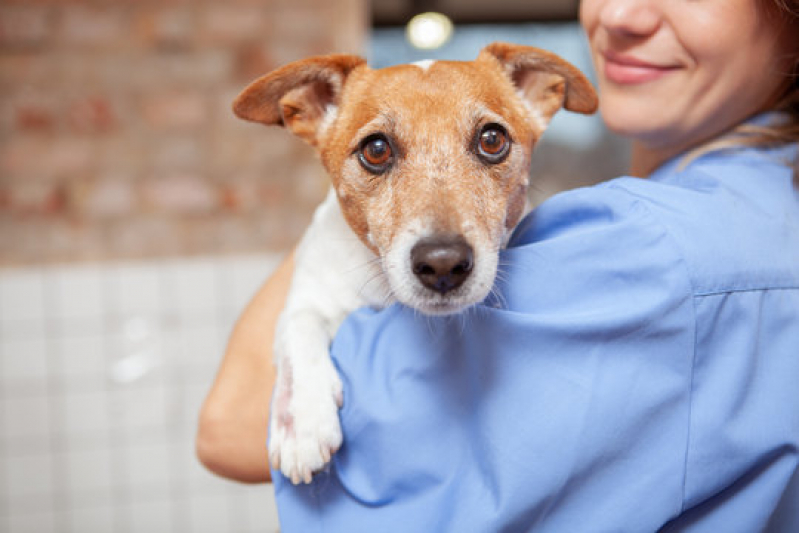 Clínica para Internação Animal Arembepe - Internação para Cachorro