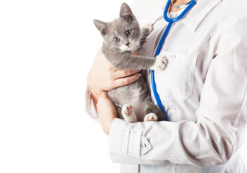 Clínica para Internação de Gatos Imbassai - Internação de Animais