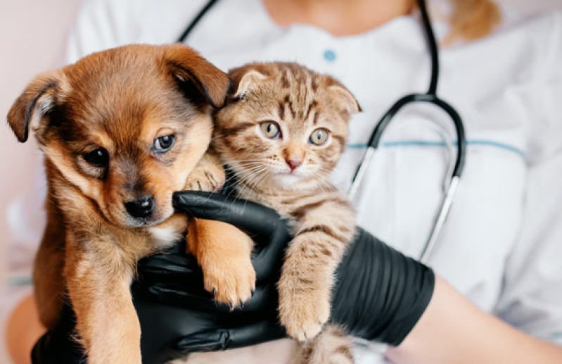 Clínica para Internação para Gatos Phoc II - Internação para Cachorro