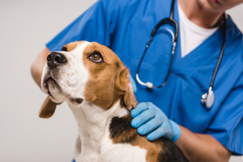Clínica para Internação Veterinária Semi e Uti Itinga Caji - Internação de Animais
