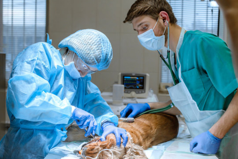Clínica Que Faz Cirurgia Animal Capelão - Cirurgia Ortopédica em Cachorro
