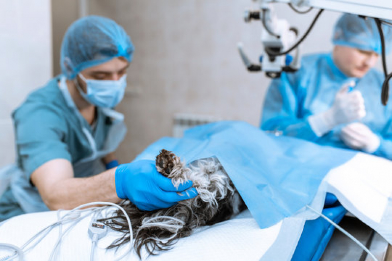 Clínica Que Faz Cirurgia de Castração de Cachorro Parque Florestal - Cirurgia em Animais Silvestres