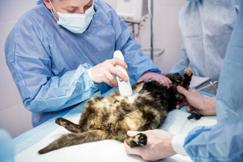 Clínica Que Faz Cirurgia em Animais de Pequeno Porte Areias - Cirurgia para Castrar Cachorro