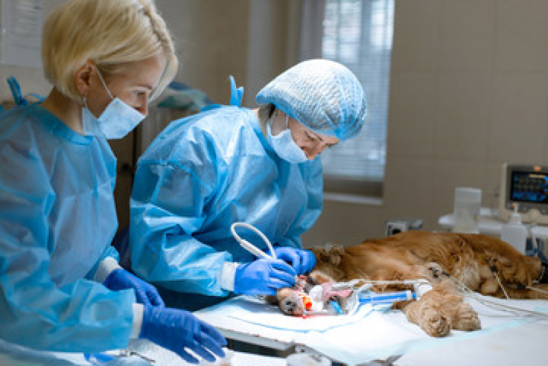Clínica Que Faz Cirurgia em Animais Jardim Jaraguá - Cirurgia em Animais Silvestres