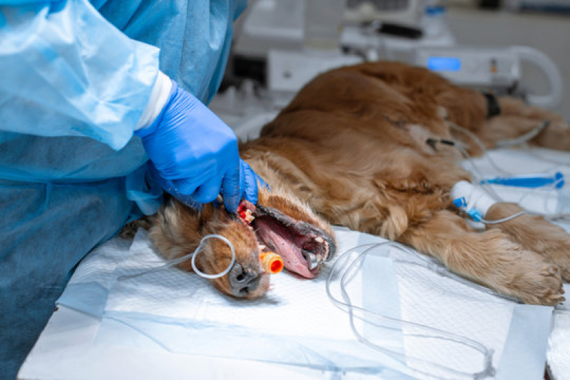 Clínica Que Faz Cirurgia Ortopédica em Cachorro Jardim Talismã - Cirurgia Animal
