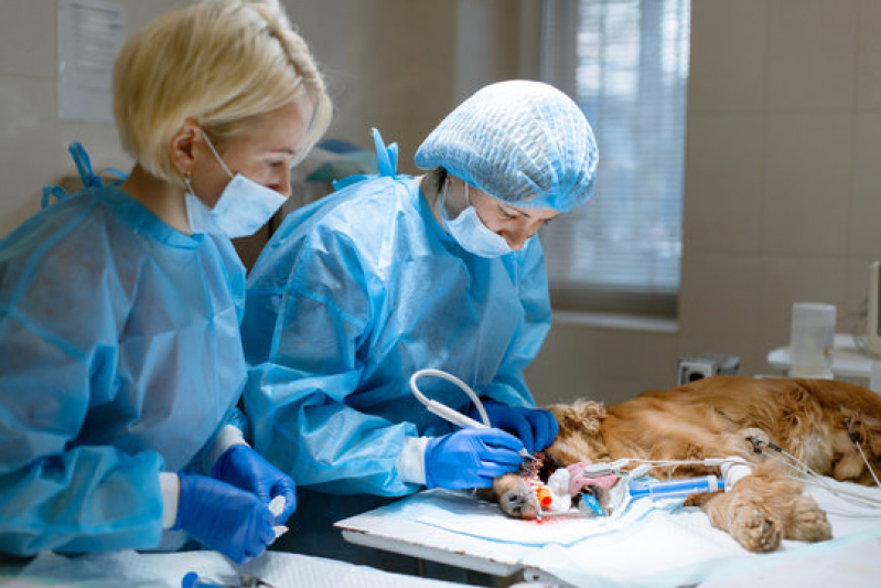 Clínica Que Faz Cirurgia para Castrar Cachorro Nova Vitoria - Cirurgia Veterinária Emergência 24h