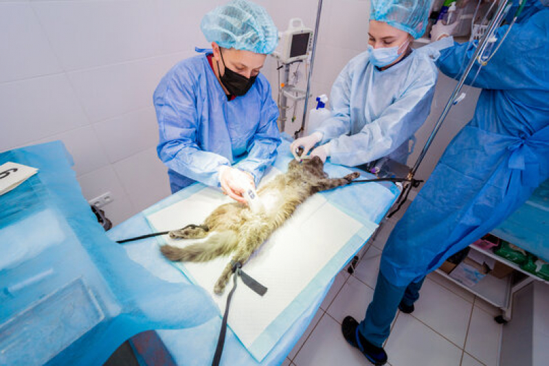 Clínica Que Faz Cirurgia Veterinária Castração Gatos Jardim Belohorizonte - Cirurgia Animal