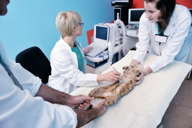 Clínica Que Faz Cirurgia Veterinária Emergência 24h Gleba H - Cirurgia em Animais