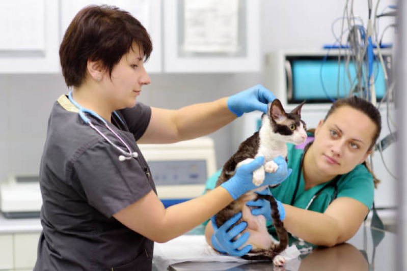 Clínica Que Faz Exame Laboratorial Veterinário Areias - Raio X para Gato