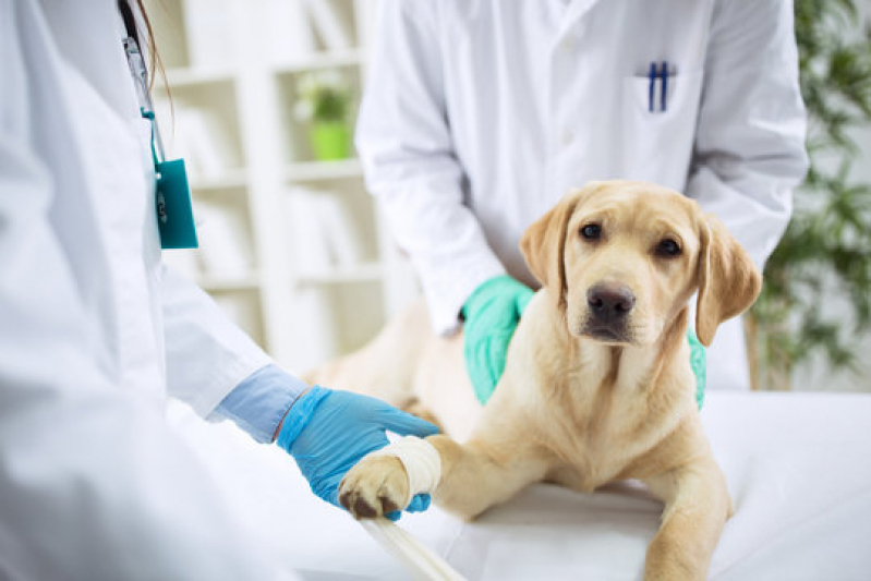 Clínica Que Faz Internação de Cachorros Parafuso - Internação para Animais Lauro de Freitas
