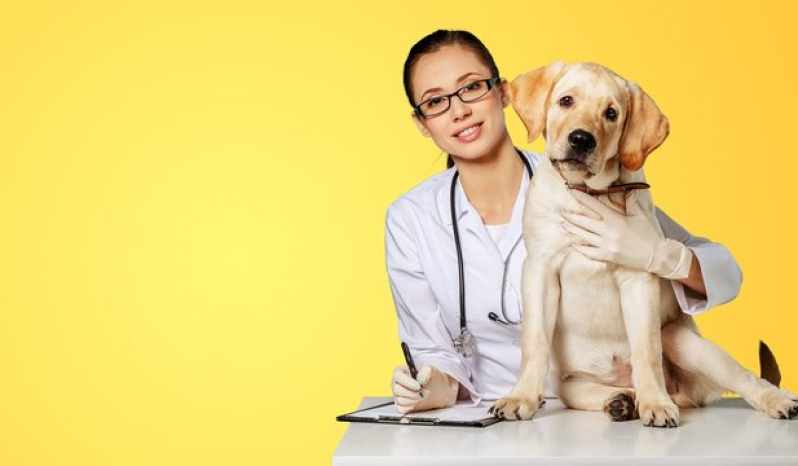 Clínica Que Faz Internação para Cachorro Catu de Abrantes - Internação Animal