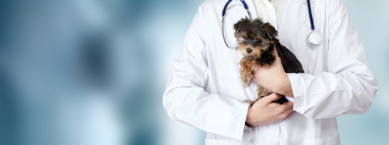 Clínica Que Faz Internação para Cães Alphaville I - Internação Animal