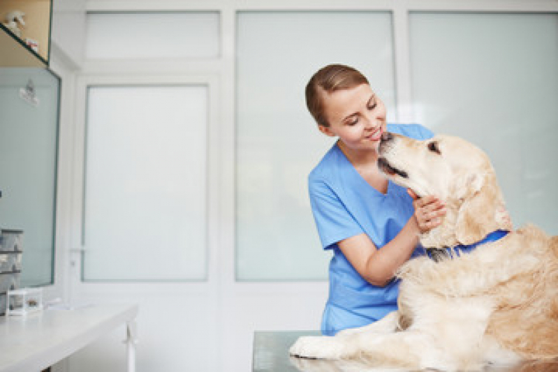 Clínica Que Faz Internação Veterinária Semi e Uti Parafuso - Internação para Cachorro