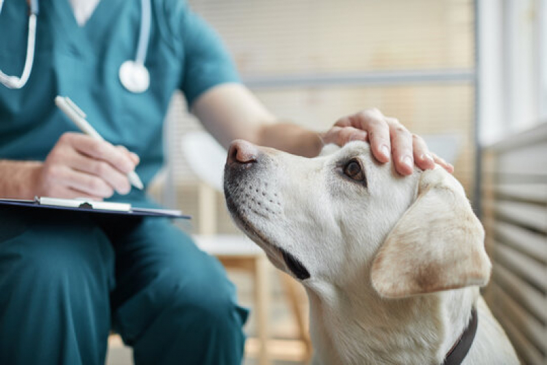 Clínica Que Faz Internação Veterinária Pitangueiras - Internação para Cachorro