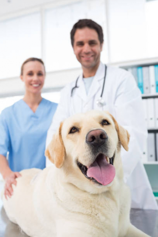 Clínica Que Faz Raio X para Cachorro Jardim Talismã - Exame de Sangue Veterinário