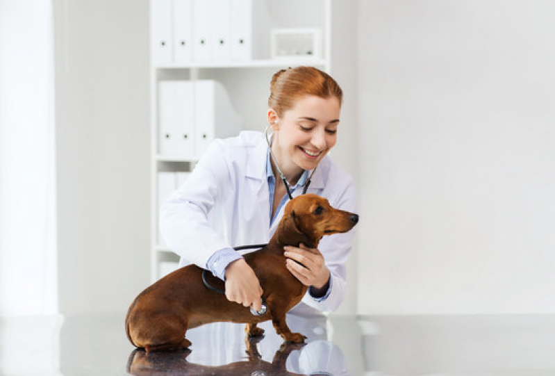 Clínica Veterinária para Cães Idosos Contato Costa do Sauípe - Clínica Veterinária para Gatos Idosos