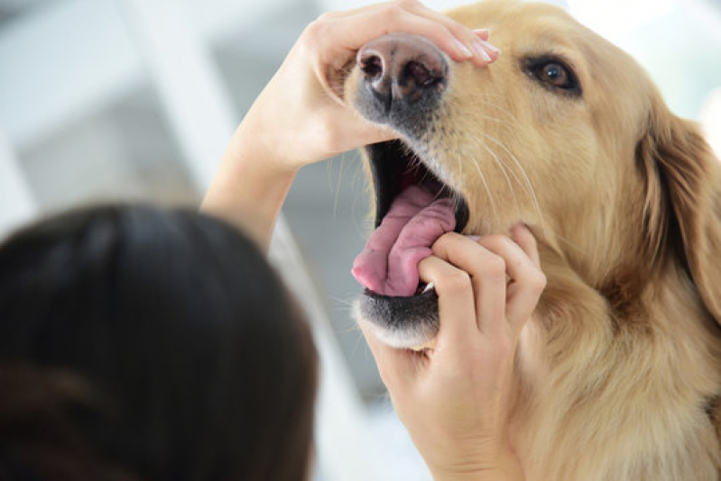 Clínica Veterinária para Cães Idosos Telefone Monte Gordo - Clínica Veterinária de Especialidade