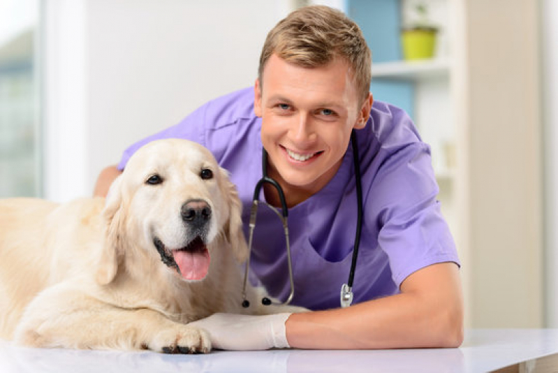 Clínica Veterinária para Cães Idosos Nova Vitoria - Clínica Veterinária para Cães