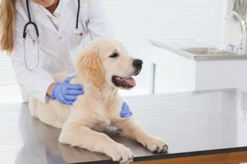 Clínica Veterinária para Cães Telefone Alphaville - Clínica Veterinária Nutrição