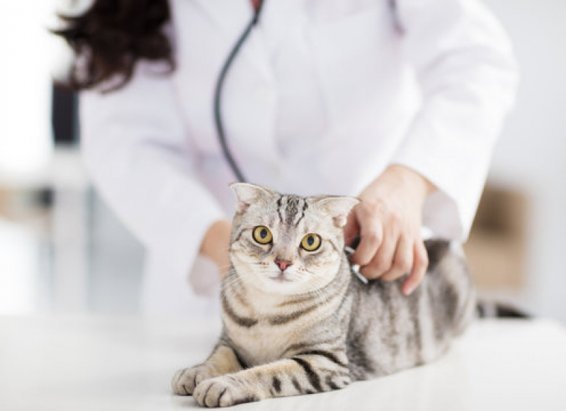 Consulta para Gatos Centro - Consulta com Veterinário