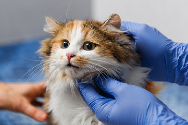 Consulta Veterinária para Gatos Marcar Pojuca - Consulta com Veterinário