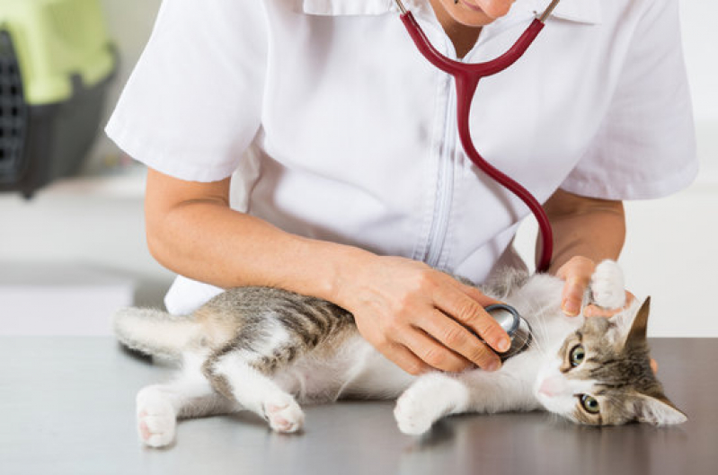 Contato de Cardiologista de Cachorro Estrada Coco - Cardiologista para Gatos