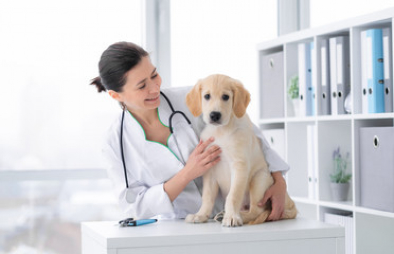 Contato de Cardiologista de Pet Alphaville I - Cardiologista para Cachorros e Gatos