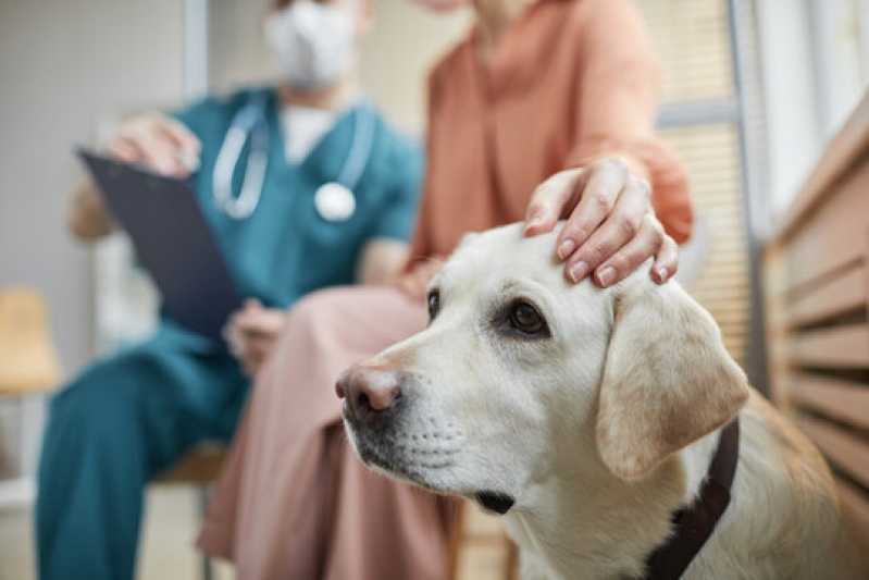 Contato de Cardiologista para Cachorros Portão do Sol - Cardiologista de Animais