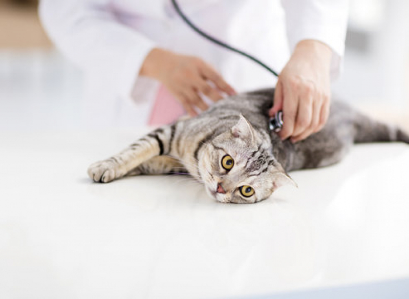 Contato de Cardiologista para Gatos Santo Amaro de Ipitanga - Cardiologista para Gatos