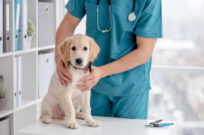 Contato de Cardiologista Pet Parque Florestal - Cardiologista para Cães