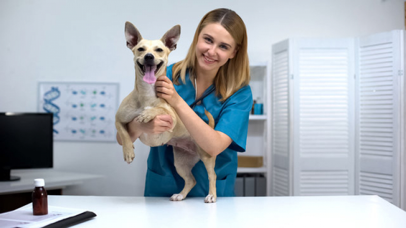 Contato de Dermatologista de Animais Nova Vitoria - Dermatologista para Cachorros