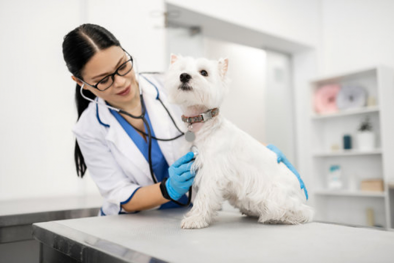 Contato de Dermatologista de Cachorro Bosque dos Quiosques - Dermatologista para Pet