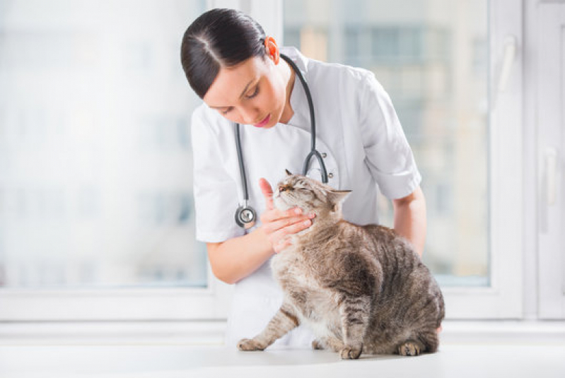 Contato de Dermatologista para Gato Araqui - Dermatologista para Animais