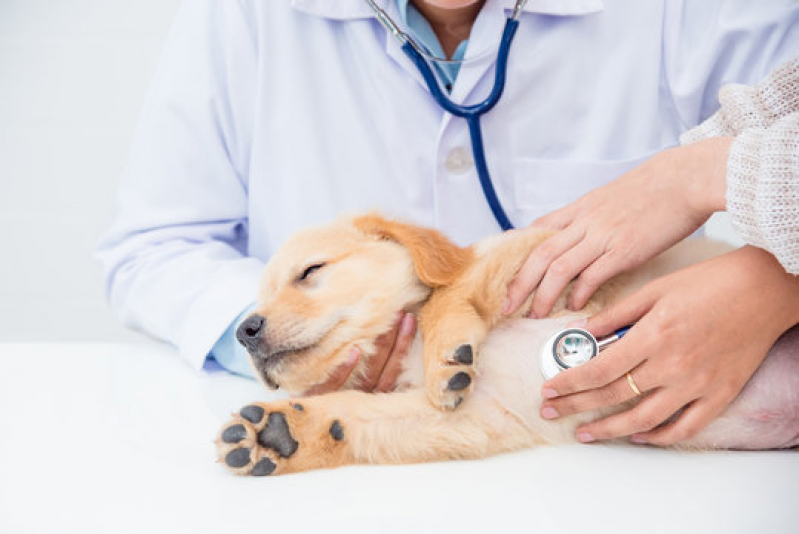 Contato de Dermatologista para Gatos e Cachorro Novo Horizonte - Dermatologista para Cães e Gatos