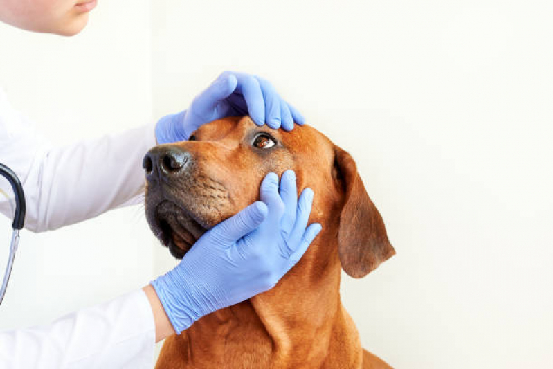 Contato de Oftalmologista para Cachorros Catu D Abrantes - Oftalmologista para Cães