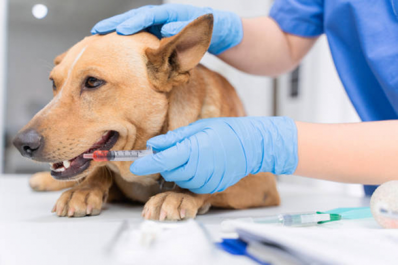 Contato de Veterinário para Cachorro e Gato Verde Horizonte - Veterinário Especializado em Felinos