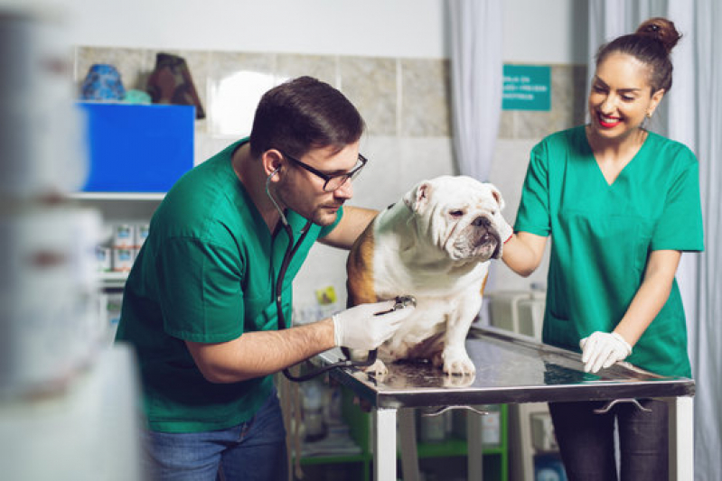Dermatologia em Cães e Gatos Telefone Alphaville II - Dermatologia em Cães