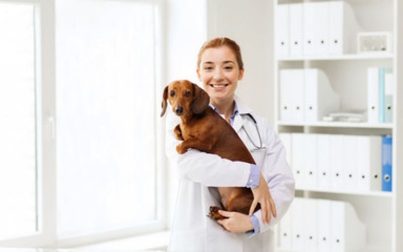 Dermatologia em Cães e Gatos Phoc II - Dermatologista para Cães