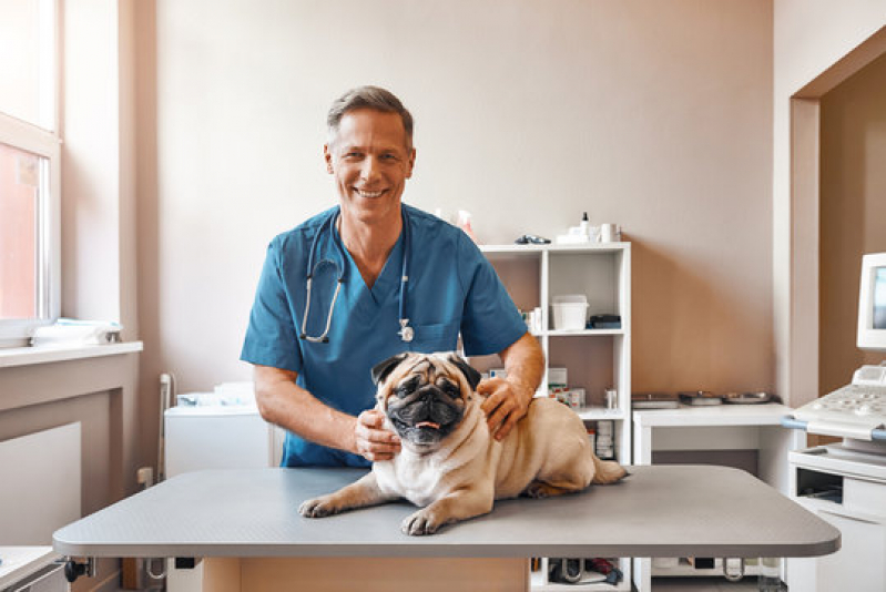 Dermatologia em Cães Próximo de Mim Estrada da Praia - Dermatologia em Pequenos Animais