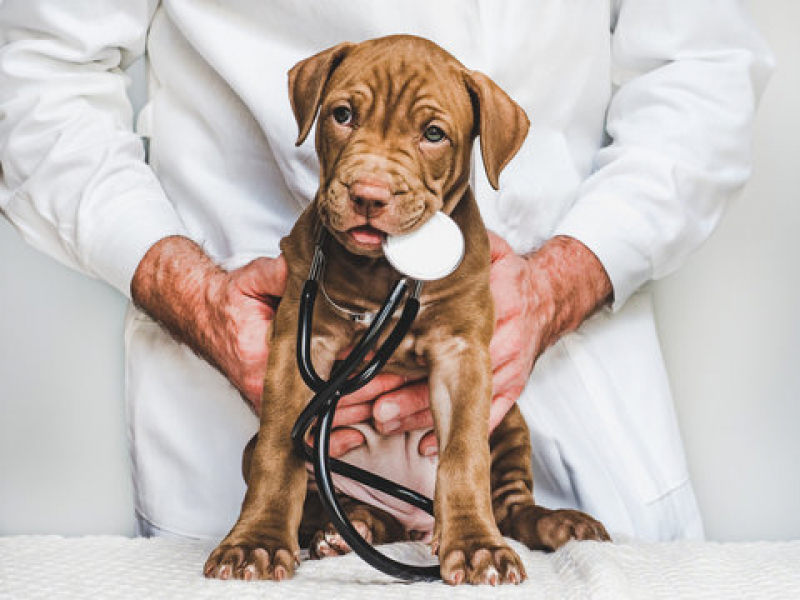 Dermatologia em Cães Telefone Vida Nova - Dermatologia em Pequenos Animais