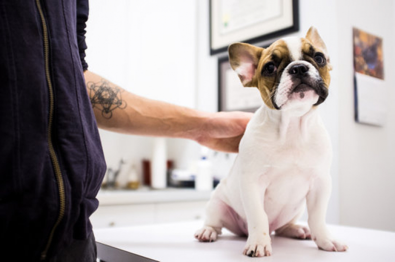 Dermatologia em Pequenos Animais Telefone Nova Vitoria - Dermatologista Cachorro