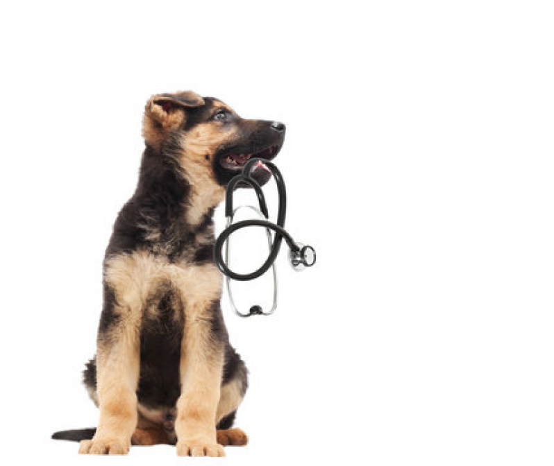 Dermatologia em Pequenos Animais Vila de Senna - Dermatologista para Cães