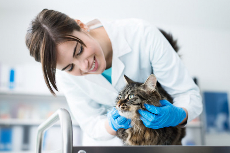 Dermatologia para Cachorro de Gato Machadinho - Dermatologia para Gato