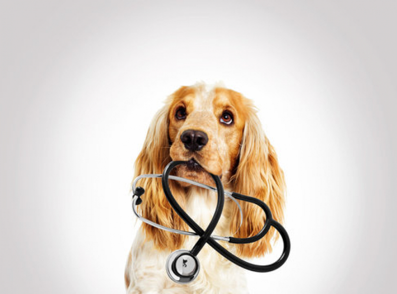Dermatologia para Cachorro Centro - Dermatologista para Cães