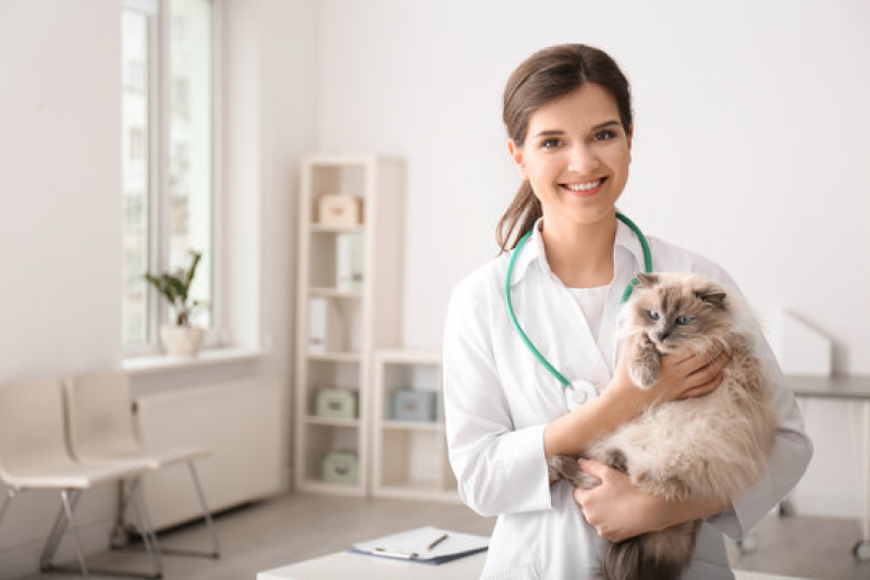 Dermatologia para Gato Pintagueiras - Dermatologia em Pequenos Animais
