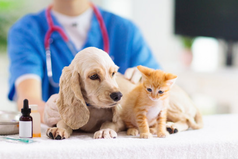 Dermatologista de Animais Telefone Gleba B - Dermatologista para Gatos e Cachorro