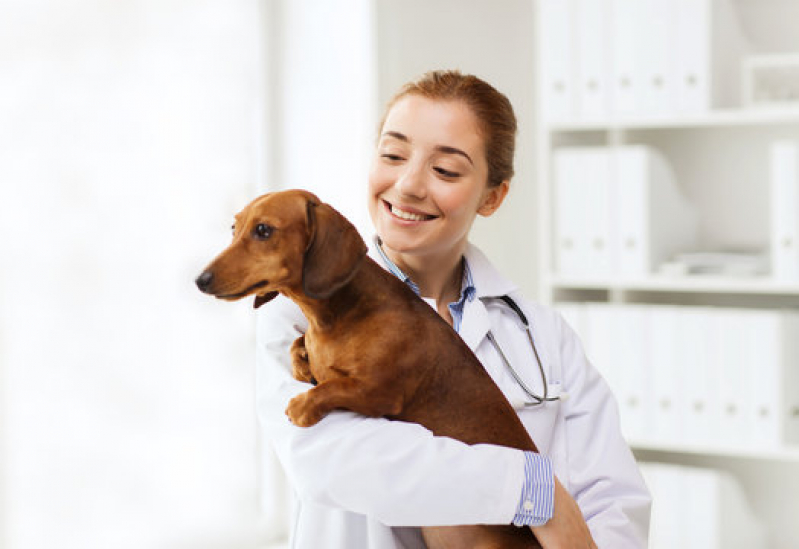 Dermatologista para Cachorro Alphaville I - Dermatologista para Animais